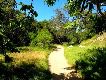 Trees growing in park