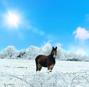 View of a horse on snow