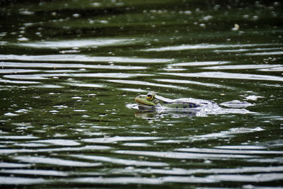 Ducks swimming in lake