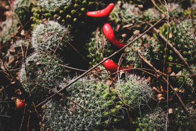 High angle view of red berries on plant at field