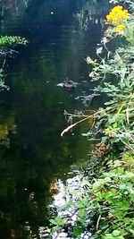 Reflection of trees in pond