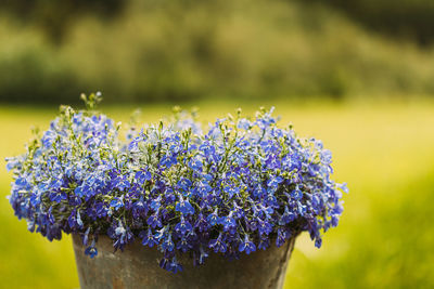 Close-up of potted plant on field