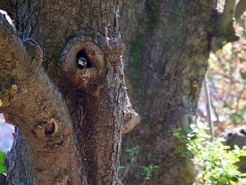 Close-up of tree trunk in forest