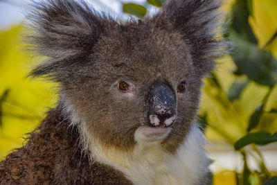 Close-up portrait of a cat