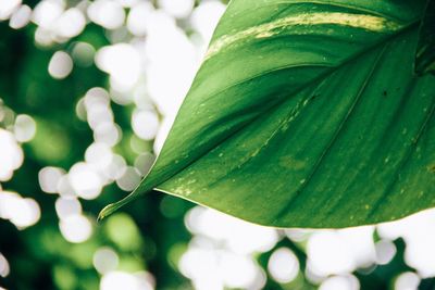 Close-up of fresh green leaf