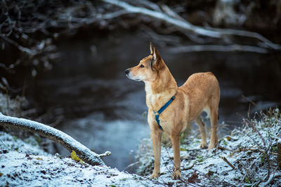 View of dog standing on snow covered land