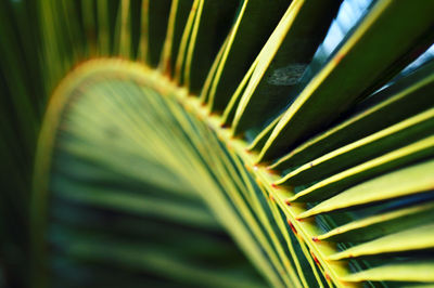 Close up of palm frond