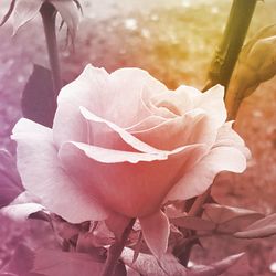 Close-up of pink rose