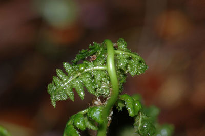 Close-up of wet plant