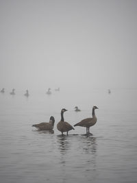 Canada geese swimming in lake