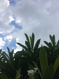 Close-up of fresh green plant against sky