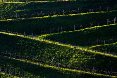 Scenic view of vineyard