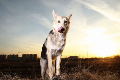 Portrait of dog standing on field against sky during sunset
