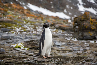 Close-up of penguin on ground 