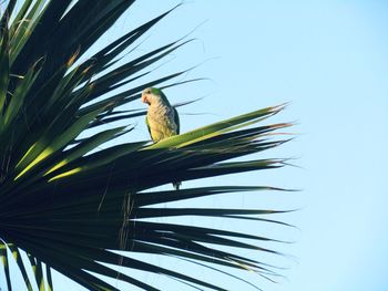 Low angle view of bird perching on tree against sky