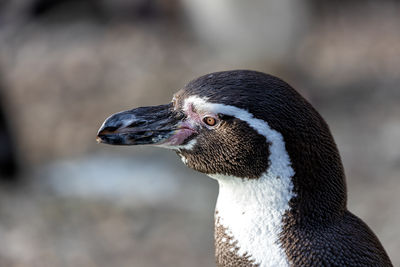 Close-up of bird