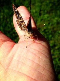 Close-up of cropped hand