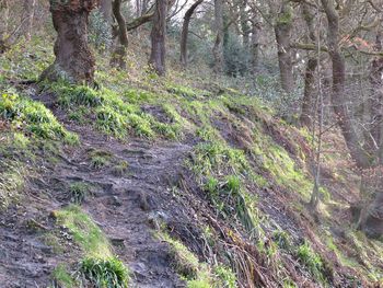 Scenic view of forest