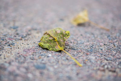 Close-up of leaf on ground