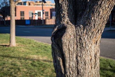 Close-up of tree trunk