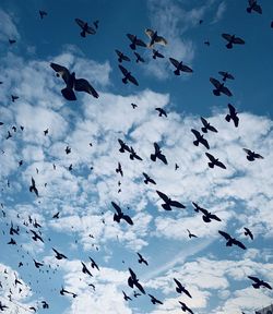 Low angle view of birds flying in sky