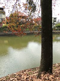 Reflection of trees in water