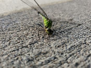 Close-up of insect