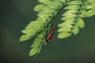 Close-up of insect on plant