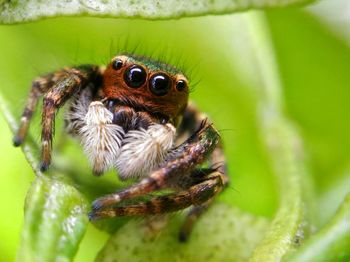 Close-up of spider on leaf