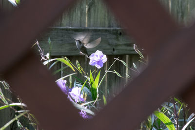 Close-up of pink flowers growing in pot