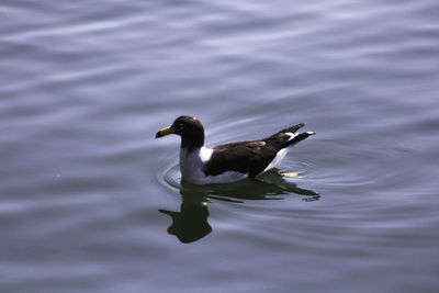 Duck swimming in lake