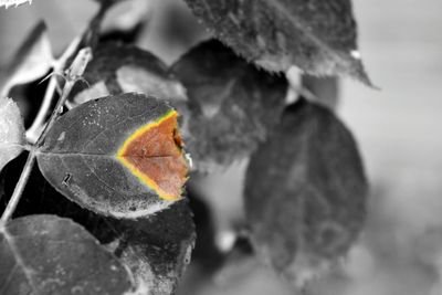 Close-up of leaves against blurred background