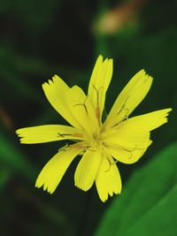 Close-up of yellow flower blooming outdoors