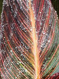 Close-up of water drops on leaf