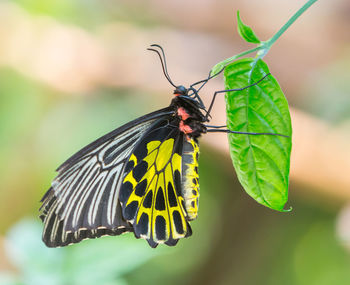 Butterfly on leaf