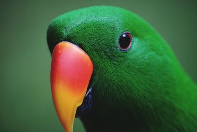 Close-up of parrot