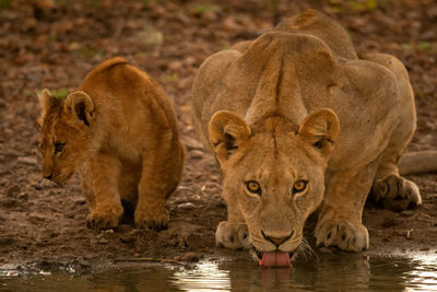 Close-up of lioness drinking water with cub