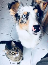 High angle portrait of a dog