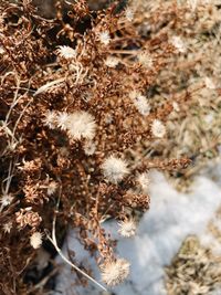 Close-up of wilted flower plant