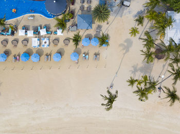 Palm trees and plants on beach