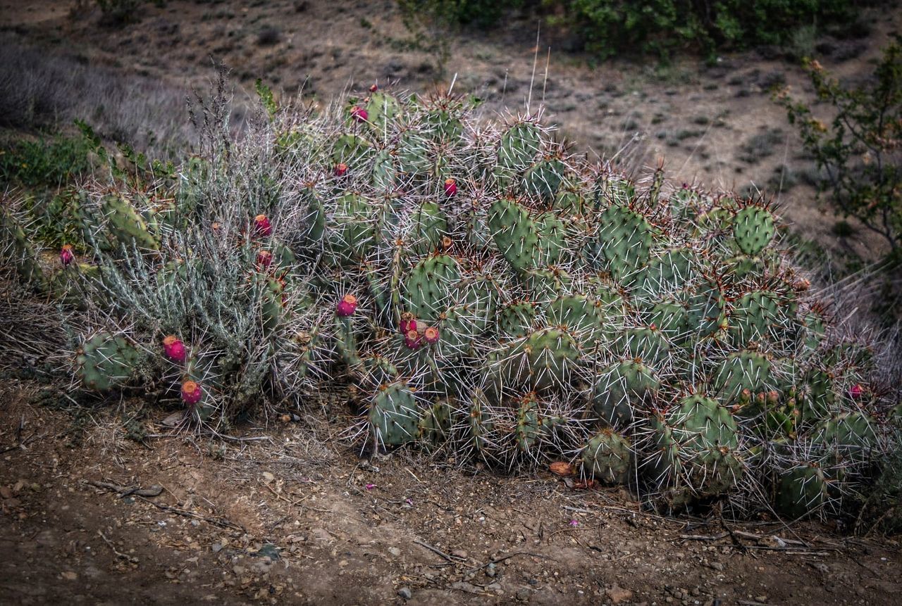 HIGH ANGLE VIEW OF CACTUS GROWING ON LAND