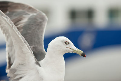 Seagull near the sea and ship in the natural environment. close-up portrait of a sea bird. 