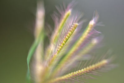 Close-up of plant