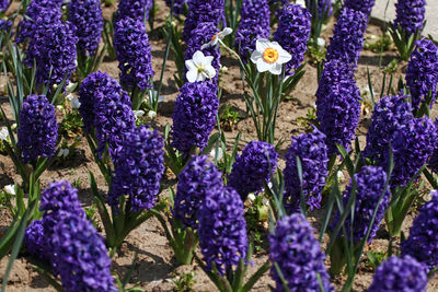 Close-up of purple flowering plants