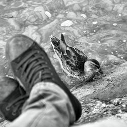 Low section of bird on water