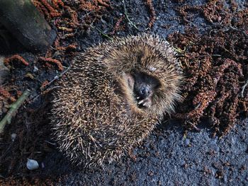 High angle view of an animal hedgehog on rock