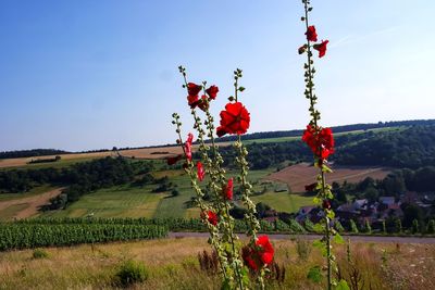 Red flowering plant on field against sky