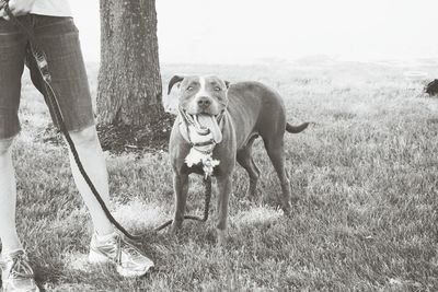 Low section of person with pit bull terrier standing on field