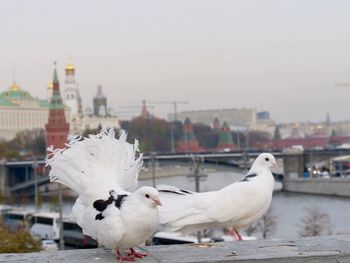 Dove birds of moscow