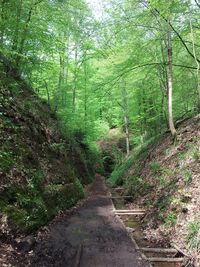 Footpath in forest